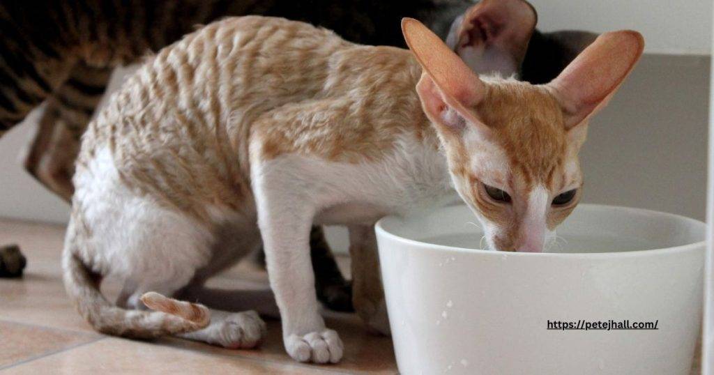 How long can a cat go without water and food?