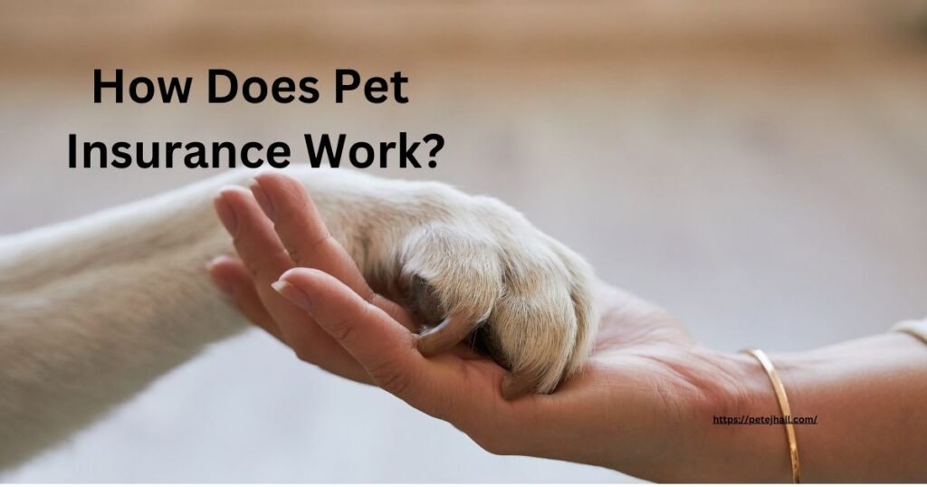 Discover Pet Insurance for Dogs in PA