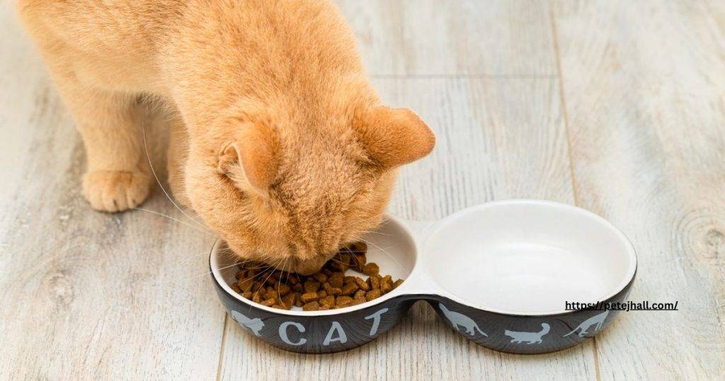 What is the best food for a cat with diabetes?