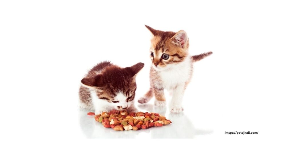 When Do You Stop Feeding Cats Kitten Food?