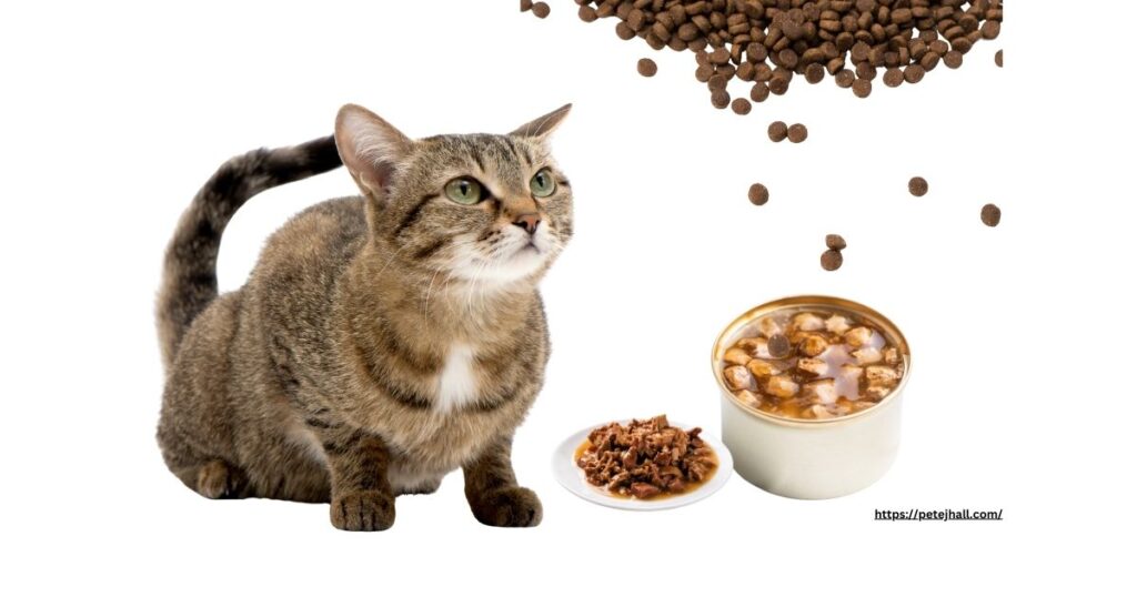 When Do You Stop Feeding Cats Kitten Food?