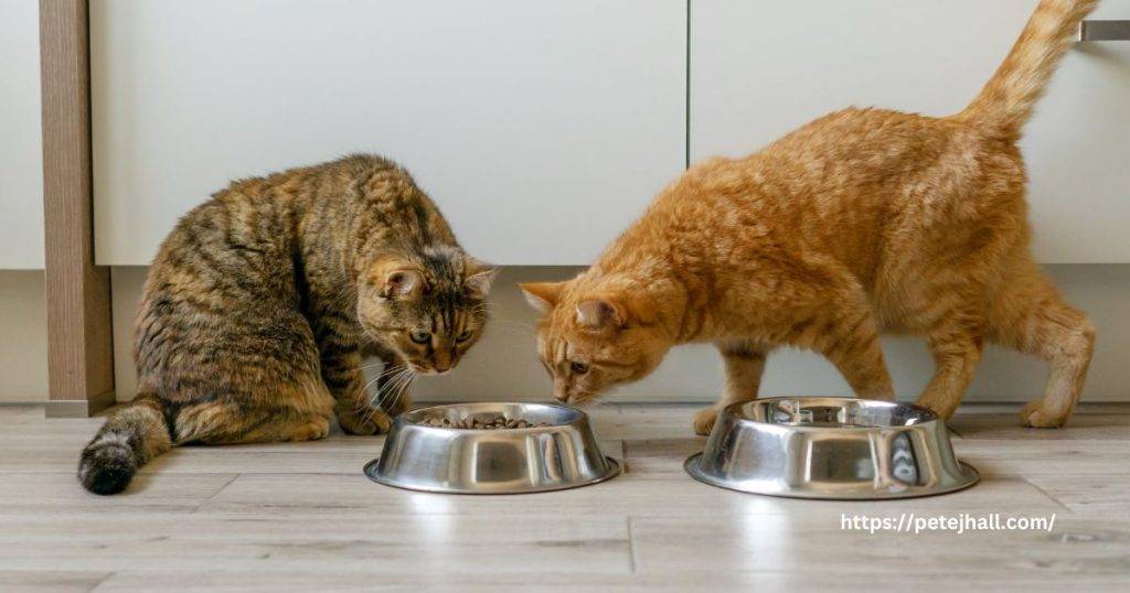 When do you switch cats to adult food?