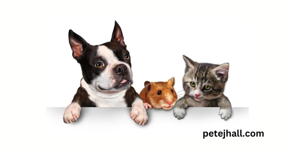 Best 5 Pet Insurance for Hip Dysplasia: A Comprehensive Guide for Pet Owners Best 5 Pet Insurance for Hip Dysplasia