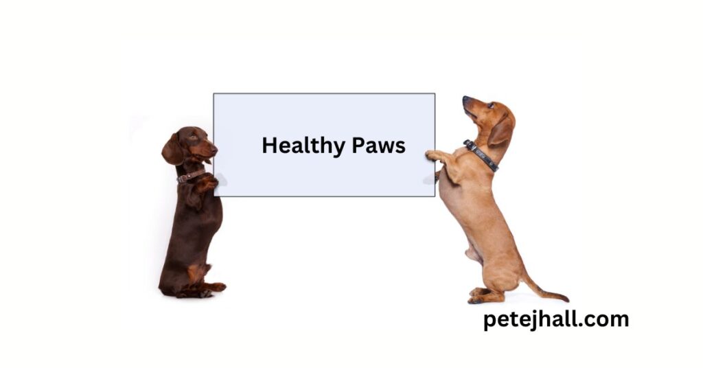 Best 5 Pet Insurance for Hip Dysplasia: A Comprehensive Guide for Pet Owners Best 5 Pet Insurance for Hip Dysplasia