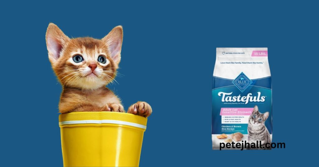 Best 5 Dry Cat Food for Older Cats: A Comprehensive Guide Best Dry Cat Food for Older Cats