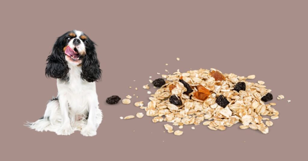 How to Add Fiber to a Dog's Diet: A Complete Guide How to Add Fiber to a Dog's Diet