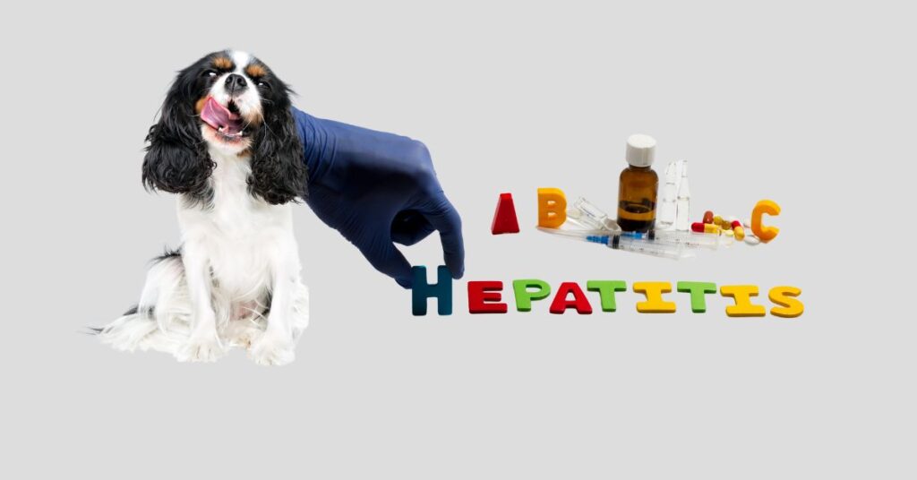 What's a Hepatic Diet for Dogs: A Comprehensive Guide to Liver Health? What's a Hepatic Diet for Dogs?