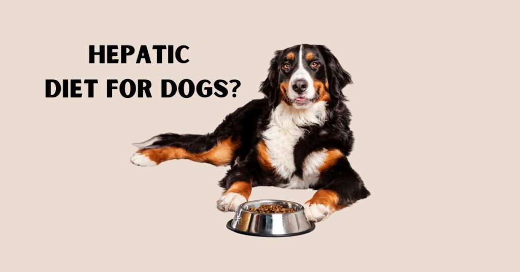 What's a Hepatic Diet for Dogs: A Comprehensive Guide to Liver Health? What's a Hepatic Diet for Dogs?