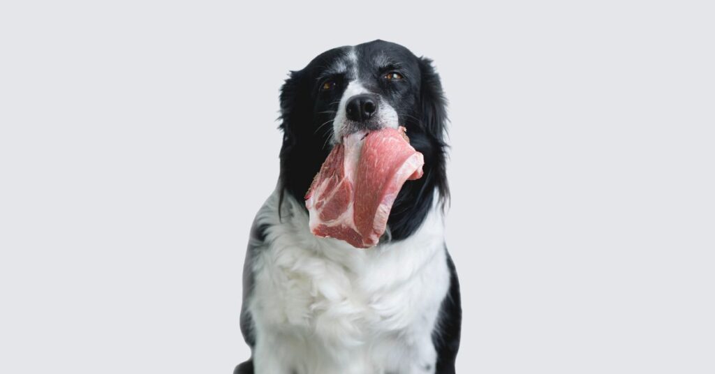 How Much Raw Diet to Feed Dogs