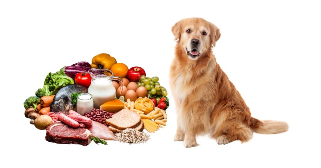 How Much Raw Diet to Feed Dogs