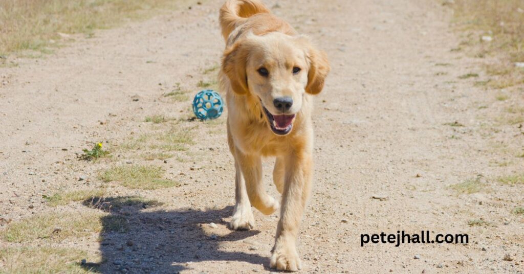 How to stop dog from eating poop home remedies How to stop dog from eating poop home remedies