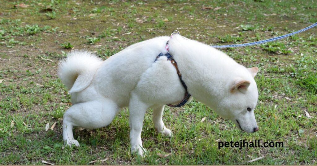 How to stop dog from eating poop home remedies How to stop dog from eating poop home remedies