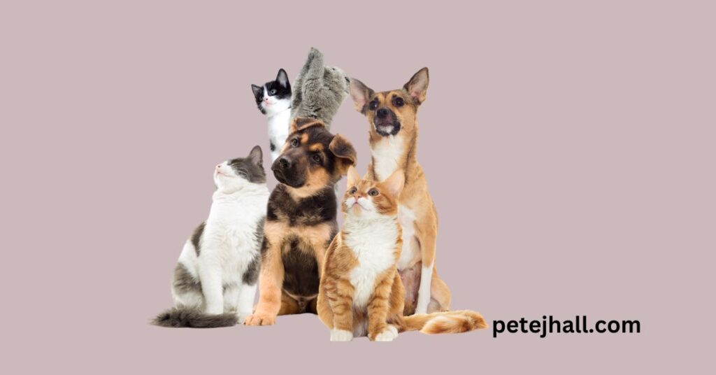 Discover Pet Insurance That Covers Hereditary Conditions: A Comprehensive Guide Pet Insurance That Covers Hereditary Condition