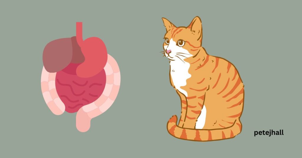 Discover Why does my cat vomit dry food? Feline GI Problems Explained Why does my cat vomit dry food?