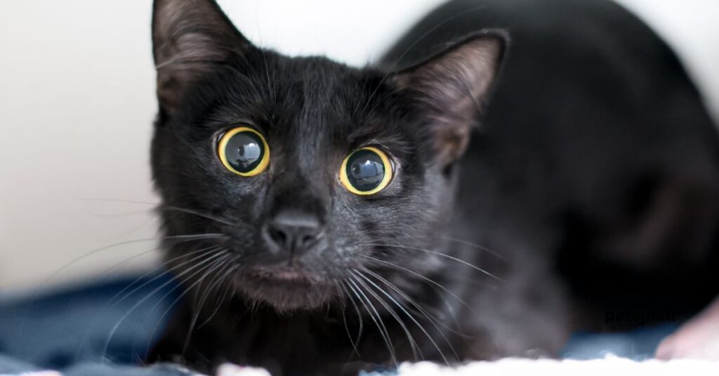 Discover Why does my cat vomit dry food? Feline GI Problems Explained Why does my cat vomit dry food?