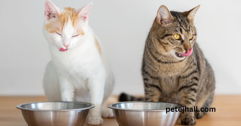 Discover Why is my cat so picky with food? Understanding Feline Fancies Why is my cat so picky with food?