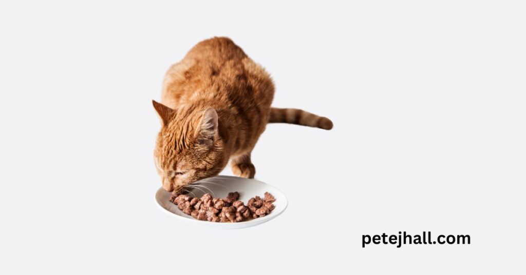 Discover Why is my cat so picky with food? Understanding Feline Fancies Why is my cat so picky with food?