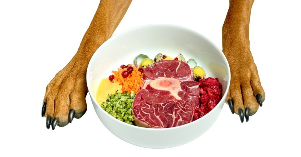 Why is my dog so picky about food? Why is my dog so picky about food?