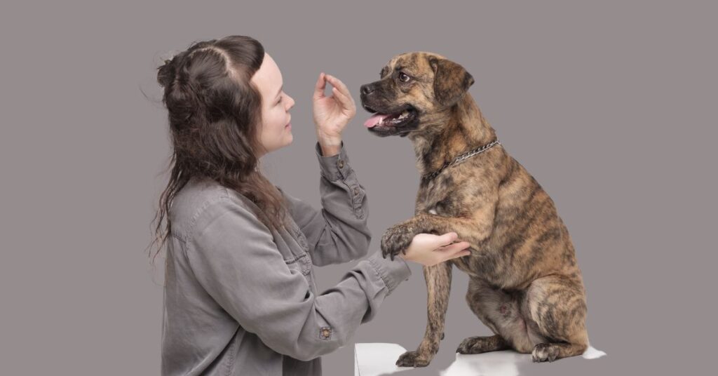 Why is my dog so picky about food? Why is my dog so picky about food?