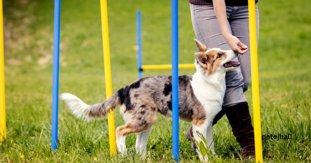 Why is my dog so picky about food? Why is my dog so picky about food?