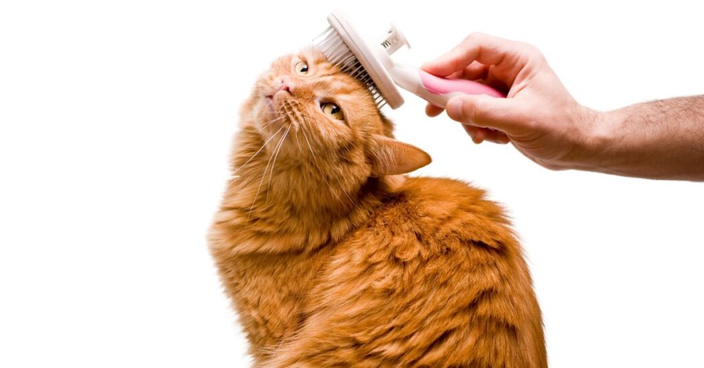 When should you switch from kitten to cat food? A Comprehensive Guide When should you switch from kitten to cat food?