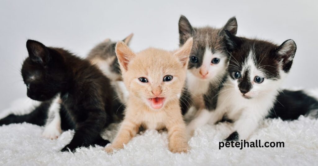 When should you switch from kitten to cat food? A Comprehensive Guide When should you switch from kitten to cat food?