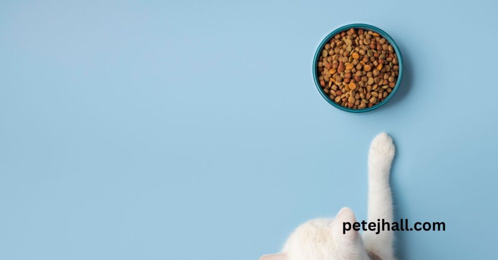 When should you switch from kitten to cat food? A Comprehensive Guide When should you switch from kitten to cat food?