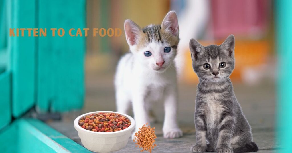 When should you switch from kitten to cat food? A Comprehensive Guide When should you switch from kitten to cat food?