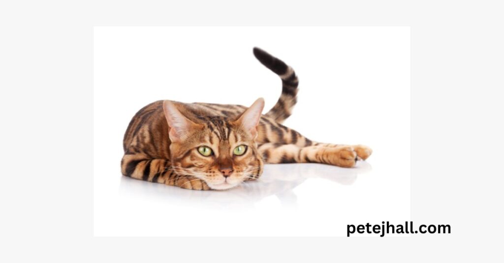 When should you switch from kitten to cat food? A Comprehensive Guide When should you switch from kitten to cat food?