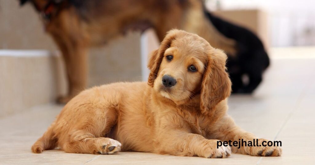 How to stop dog from eating poop home remedies How to stop dog from eating poop home remedies