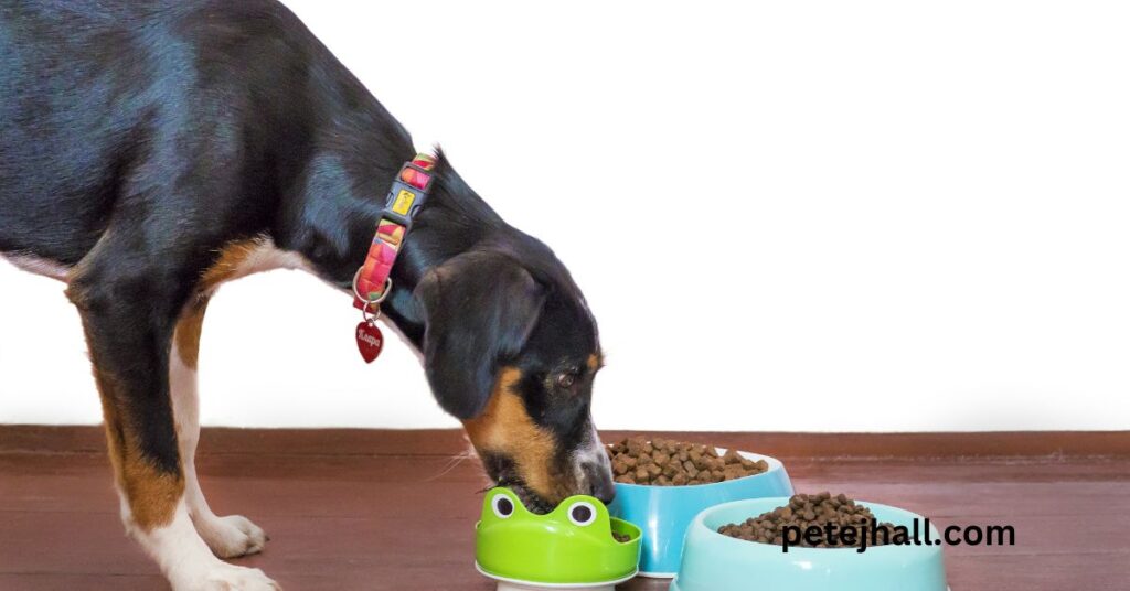 Discover Diabetic Dog Diet: Homemade Recipes and Care Tips Discover Diabetic Dog Diet