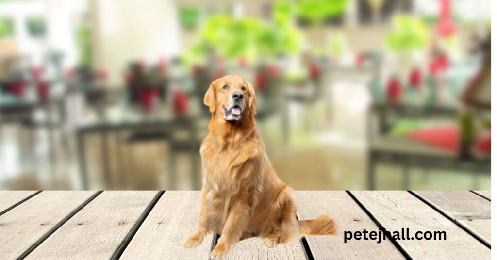 Dog-Friendly Hotels Near Me: A Complete Guide for Pet Parents Focuse keyword