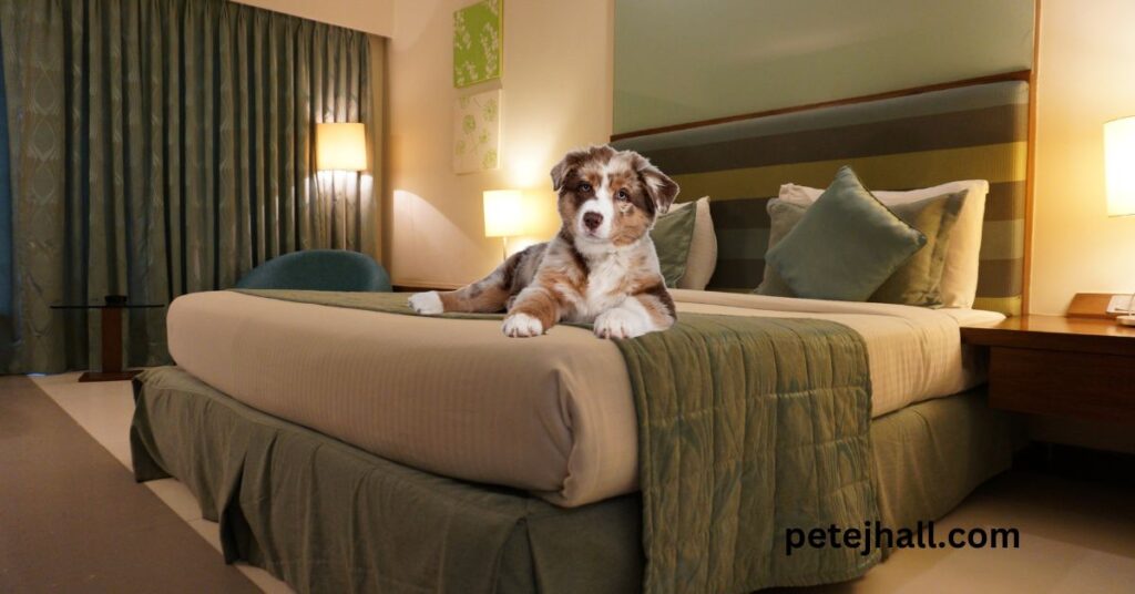 Dog-Friendly Hotels Near Me: A Complete Guide for Pet Parents Dog-Friendly Hotels Near Me