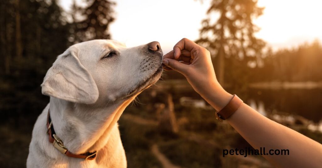 Discover Low Copper Dog Diet: The unlimited Guide Focuse keyword
