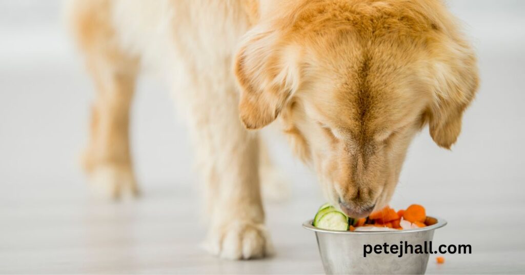 What is a bland diet for dogs? A Comprehensive Guide Focuse keyword